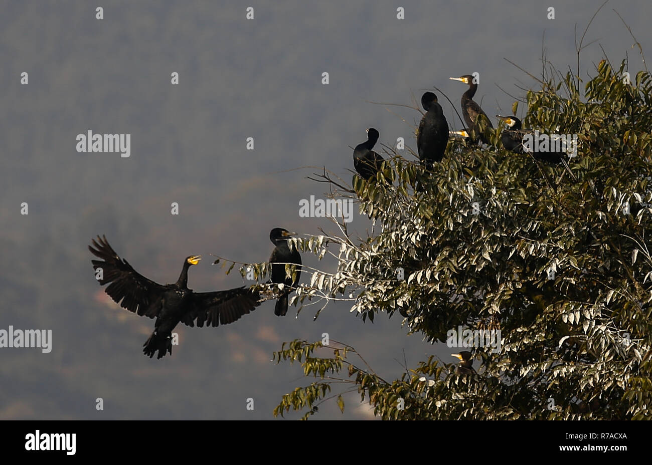 Kathmandu, Nepal. 8. Dezember, 2018. Kormoran gesehen Fliegen über den Taudaha Feuchtgebiet See. Der Kormoran ist Mitglied der Kormoran Familie von Seevögeln, und wandert von Norden nach Süden für den Winter jedes Jahr. Credit: Sunil Pradhan/SOPA Images/ZUMA Draht/Alamy leben Nachrichten Stockfoto