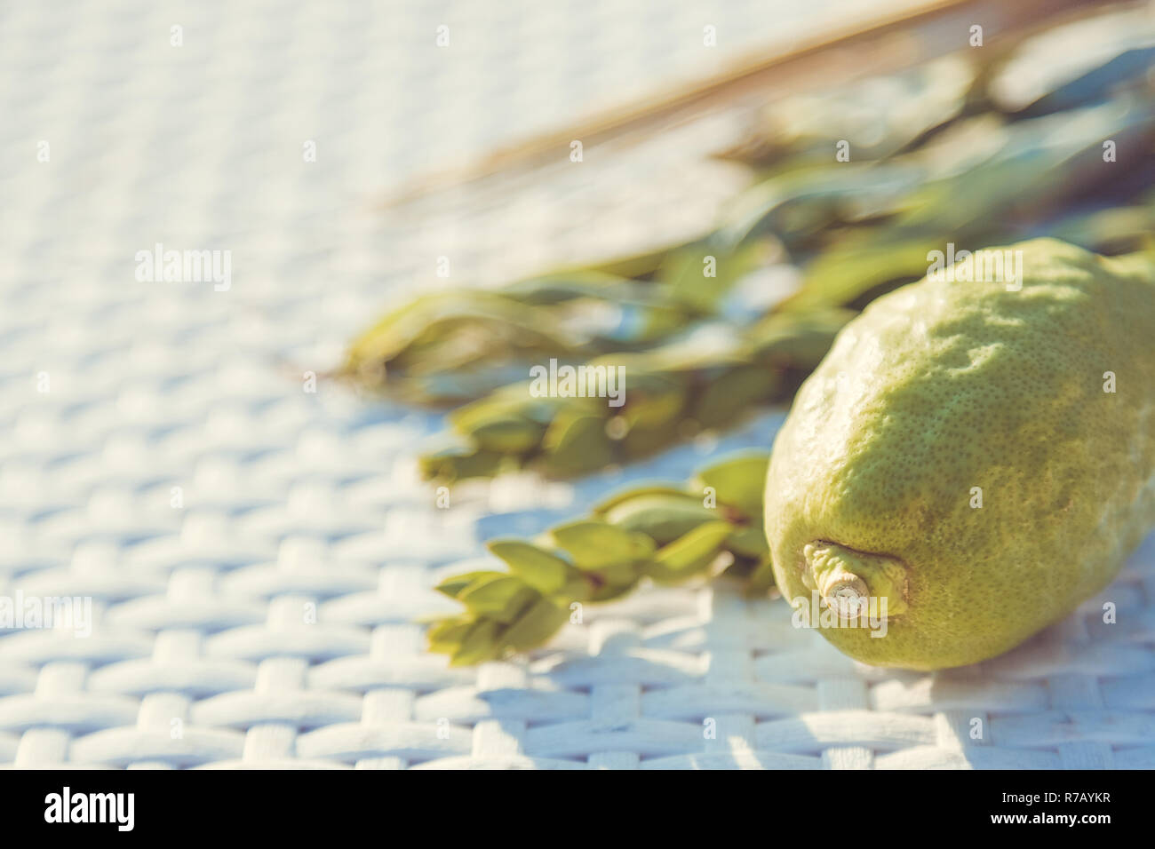 Traditionelle Symbole (die vier Arten) der jüdischen Herbstfest von Sukkot, etrog, Palm Zweig, Myrten und Willow auf weissen Korbmöbeln Hintergrund. Stockfoto