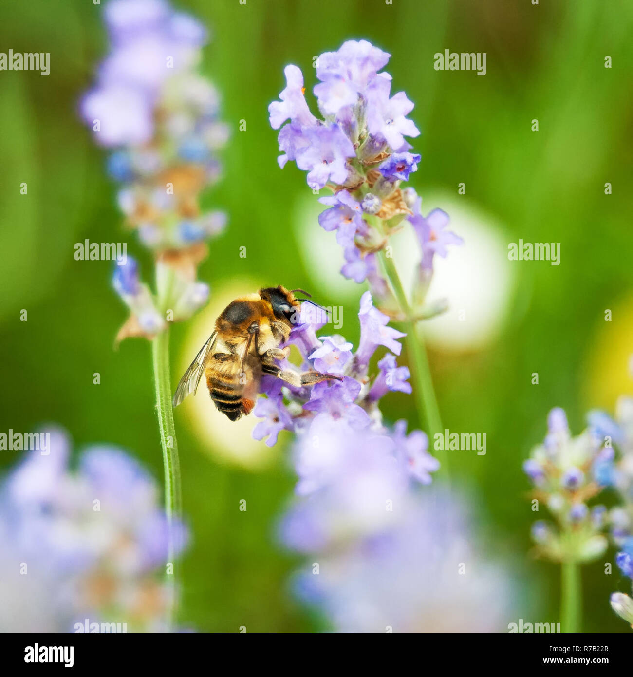 Bee in Lavendel sammelt Pollen Stockfoto