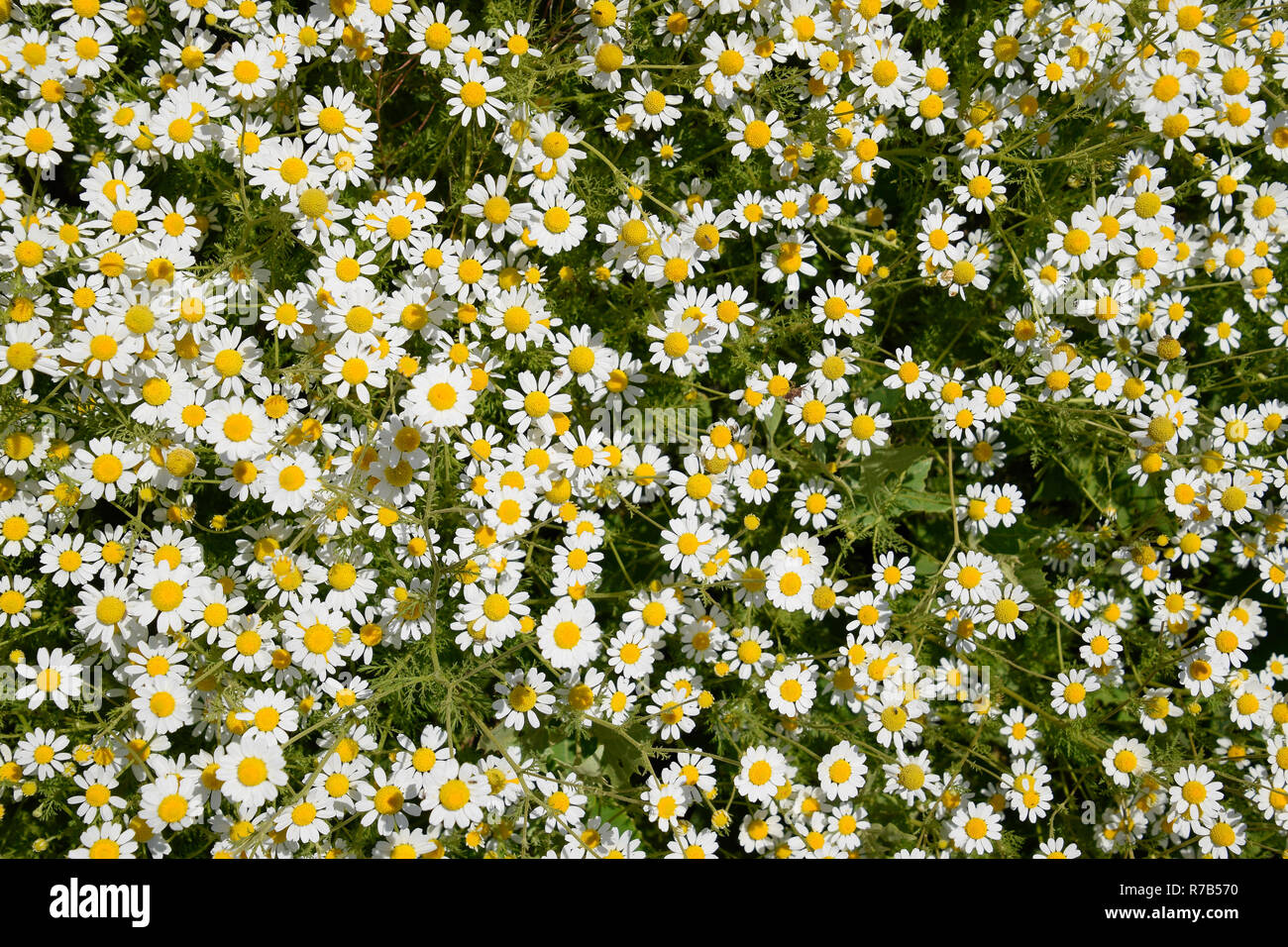 Kamillenblüten. Pharmazeutische Kamille. Heilpflanze Kamille, blühende Stockfoto