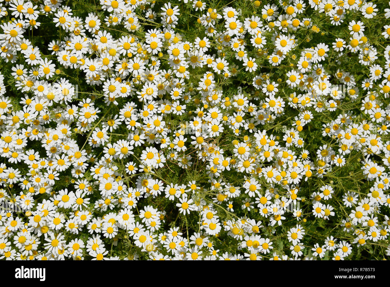 Kamillenblüten. Pharmazeutische Kamille. Heilpflanze Kamille, blühende Stockfoto