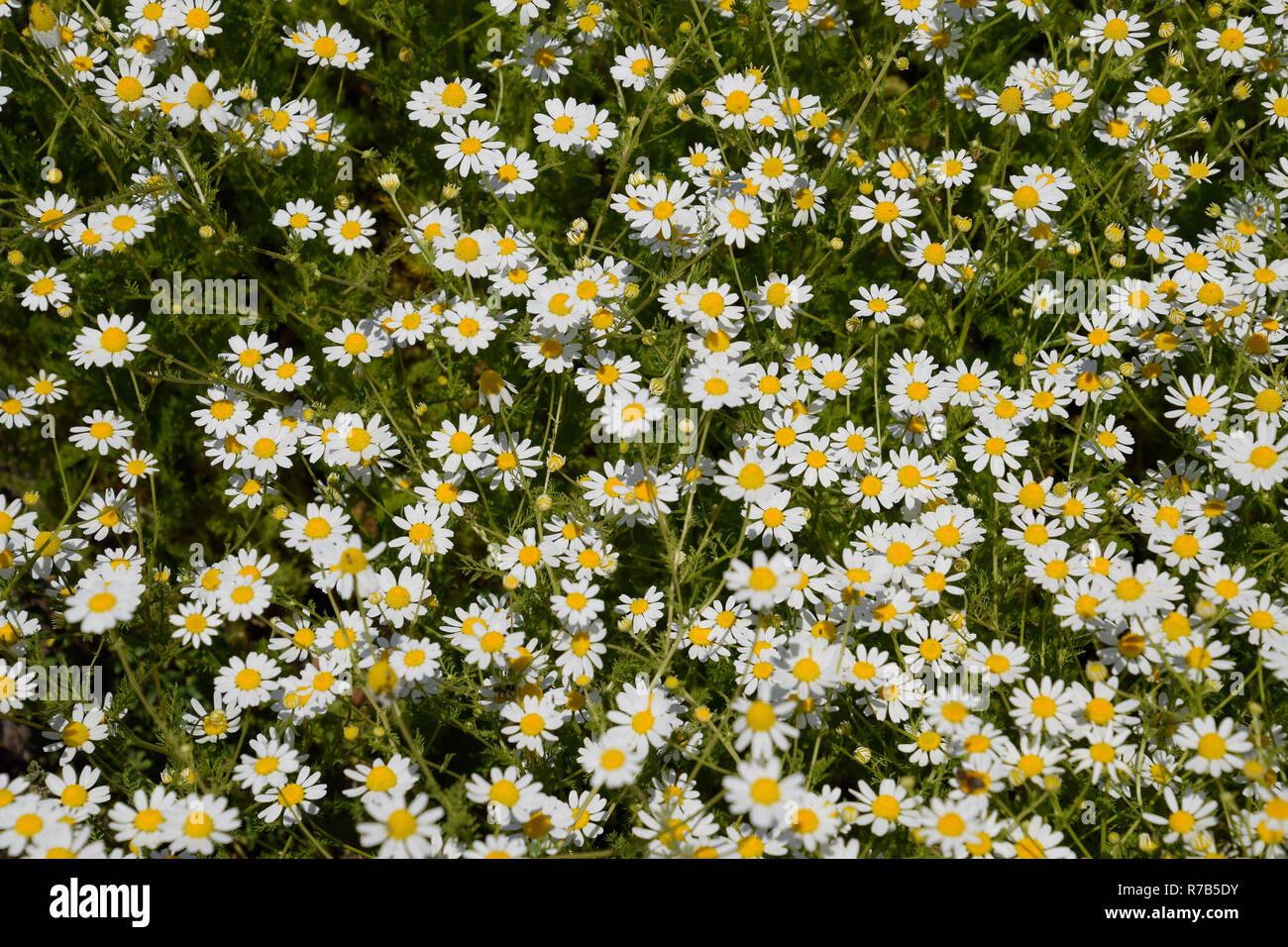 Kamillenblüten. Pharmazeutische Kamille. Heilpflanze Kamille, blühende Stockfoto