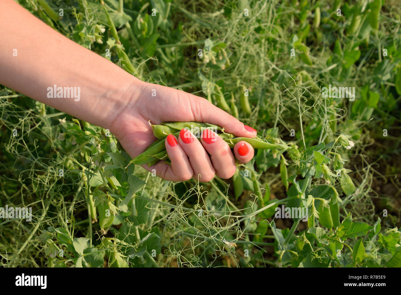 Pea pods in der Hand einer Frau. Grüne Erbsen im Feld. Hülsen der Grüne Erbsen Stockfoto