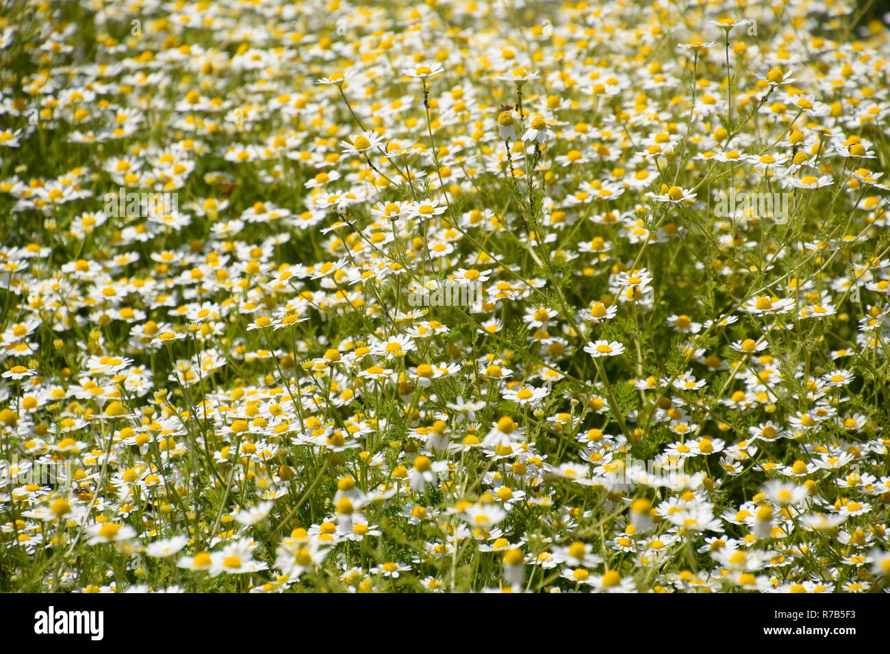 Kamillenblüten. Pharmazeutische Kamille. Heilpflanze Kamille, blühende Stockfoto