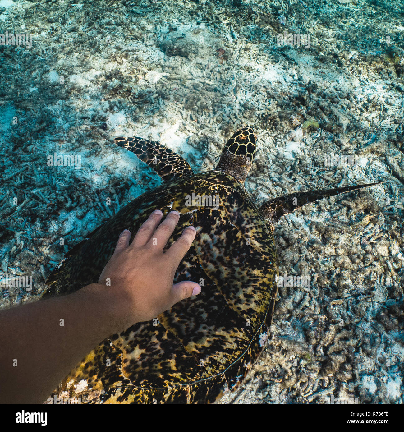 Freediverin berührt eine Schildkröte unter Wasser Stockfoto