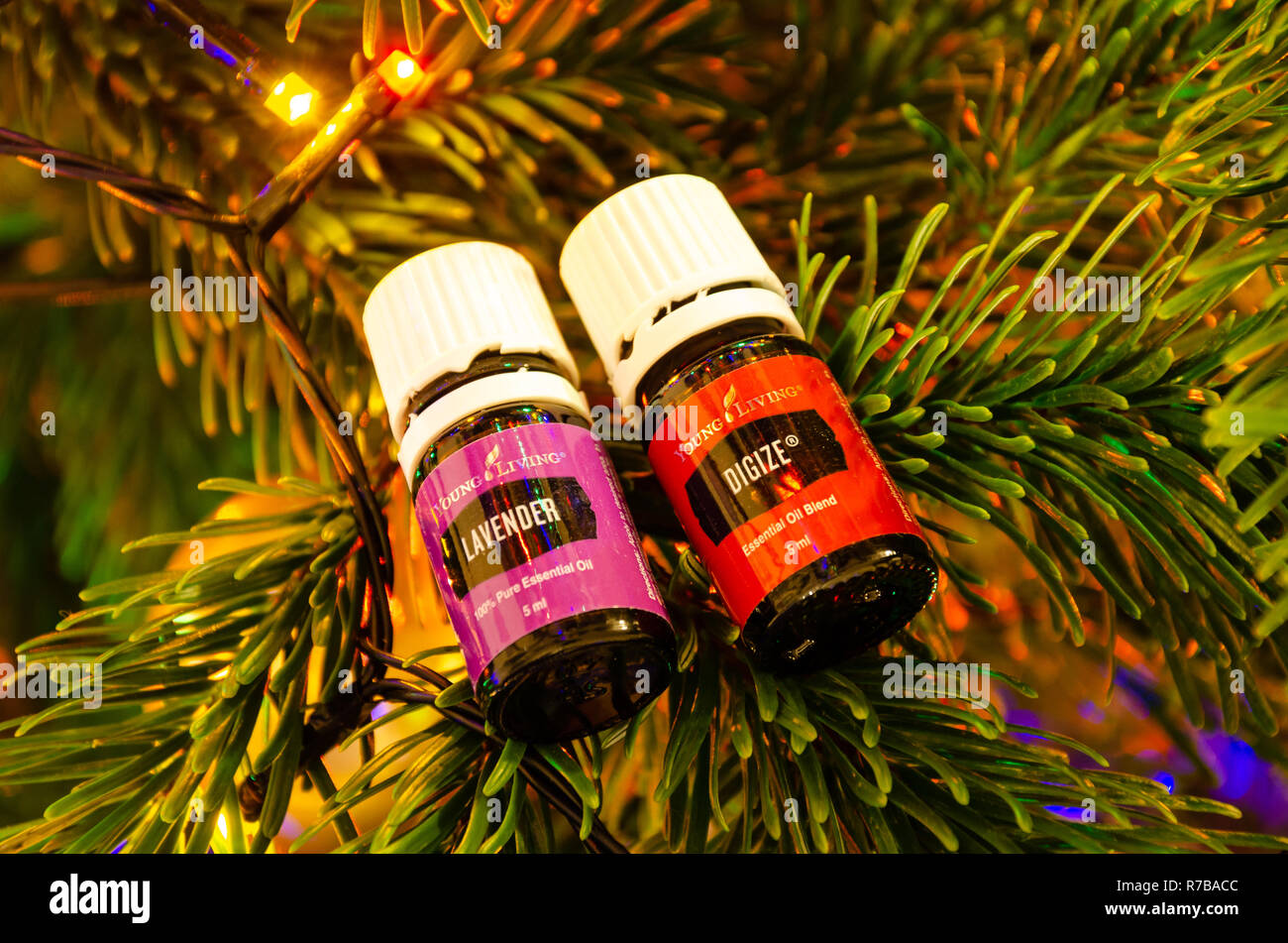 Young Living ätherische Öle abgebildet auf dem Zweig eines Weihnachtsbaum ausgeglichen. Stockfoto