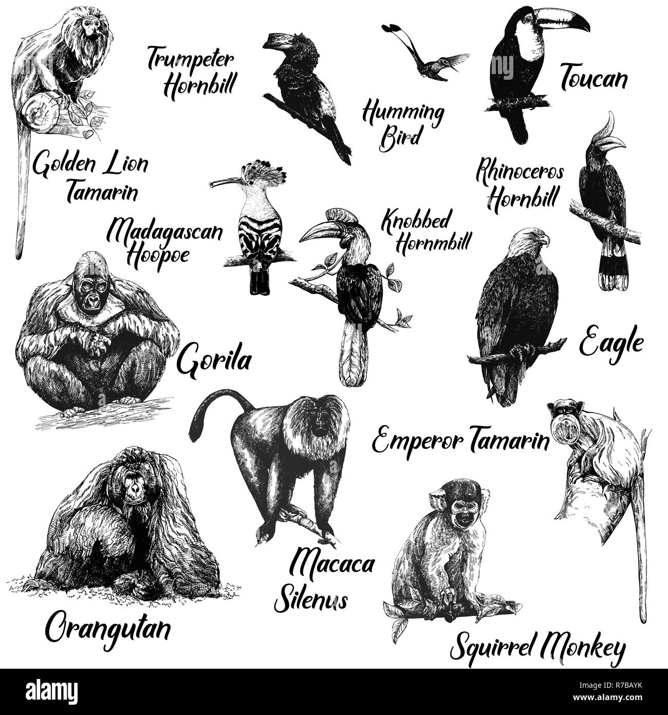 Großer Satz von Hand gezeichnete Skizze stil Primaten und exotische Vögel auf weißem Hintergrund. Vector Illustration. Stock Vektor