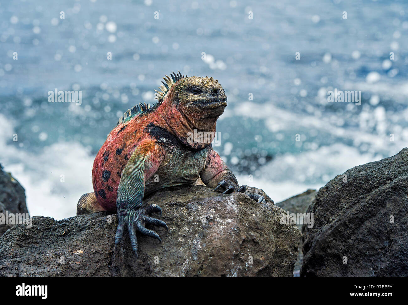 Bunte Marine iguana Amblyrhynchus cristatus venustissimus, eine endemische Arten auf der Insel Floreana, Galapagos, Ecuador Stockfoto