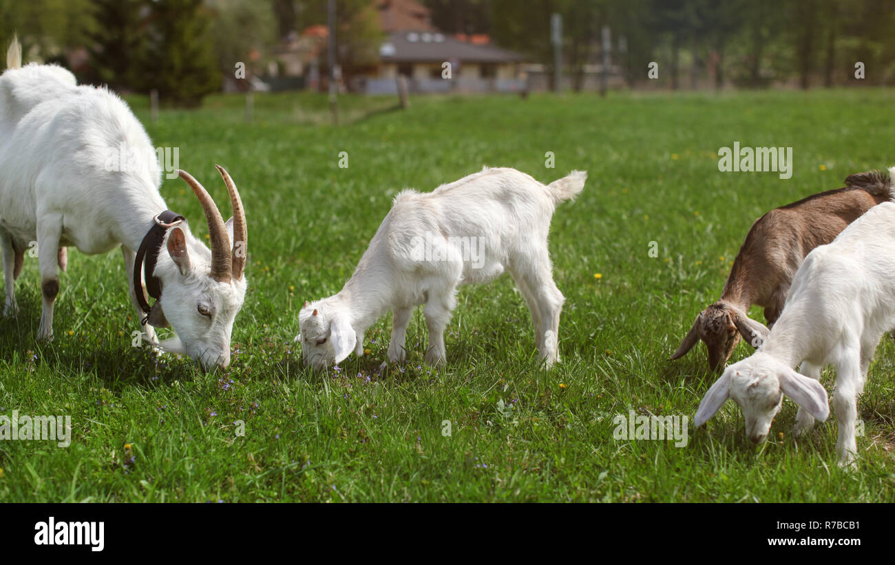 Gruppe von Ziegen, weibliche Mutter und drei jungen Zicklein, Beweidung auf die grüne Wiese, Bauernhof Haus im Hintergrund Stockfoto