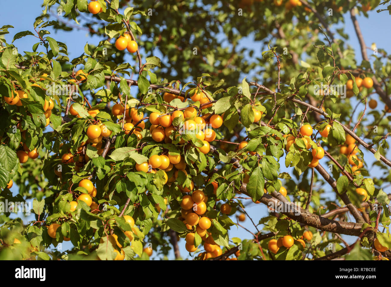Gelbe Fruchte Am Baum