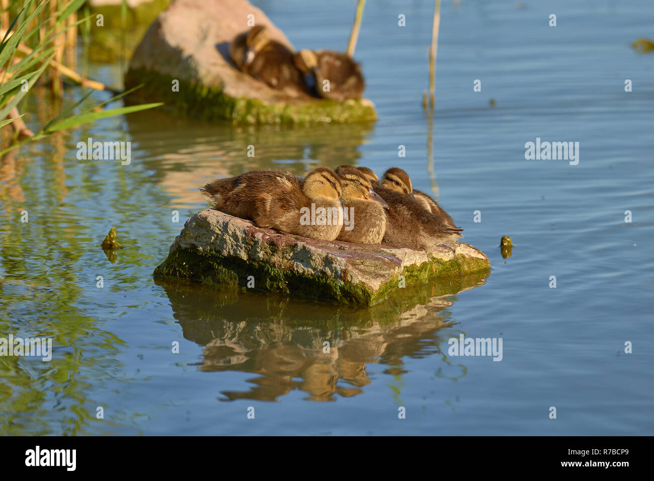 Erstaunlich Wild Duck Küken auf einem Felsen im Plattensee in Ungarn Stockfoto