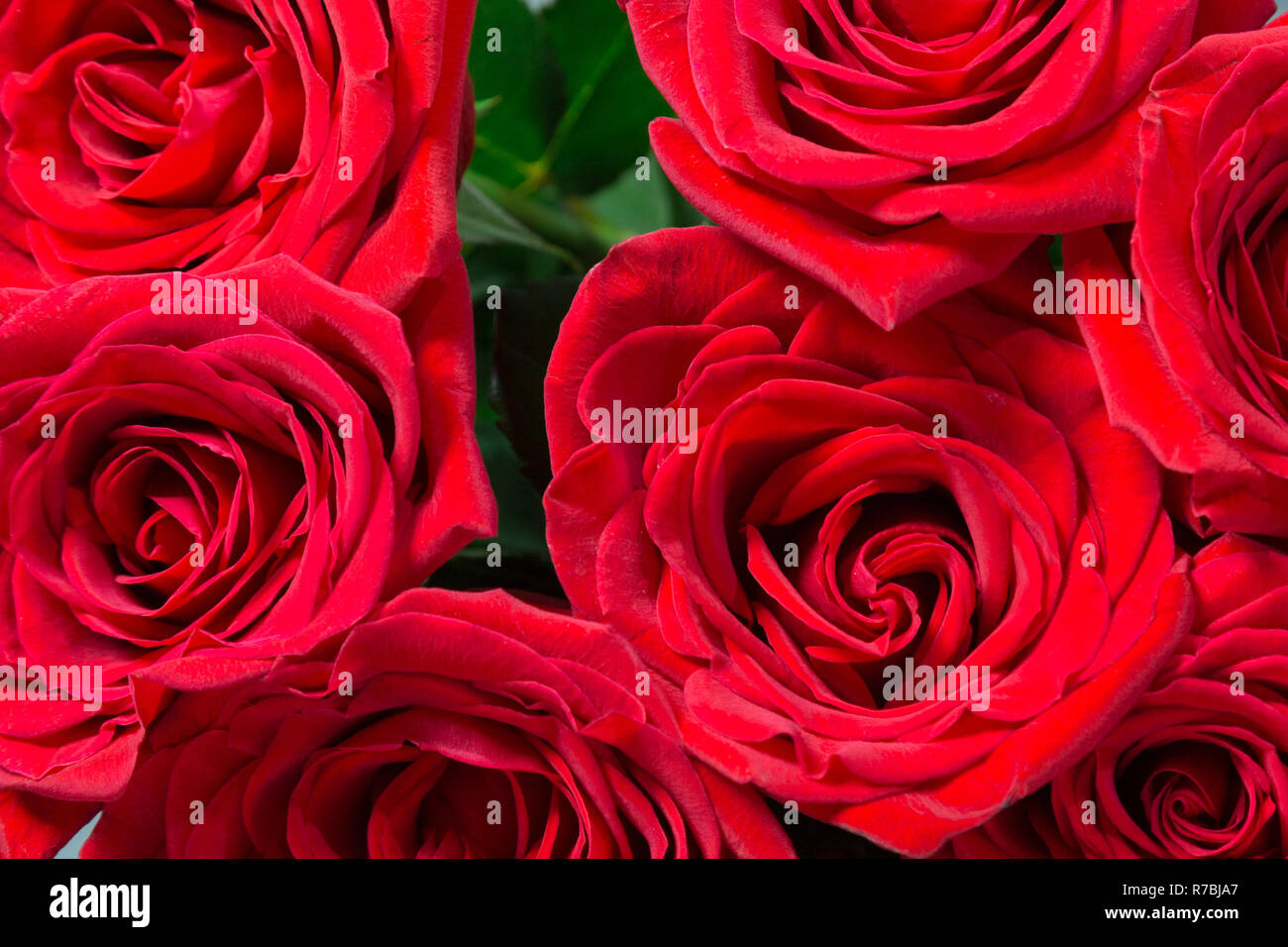 Natürliche rote Rosen Nahaufnahme. Hintergrund Stockfoto