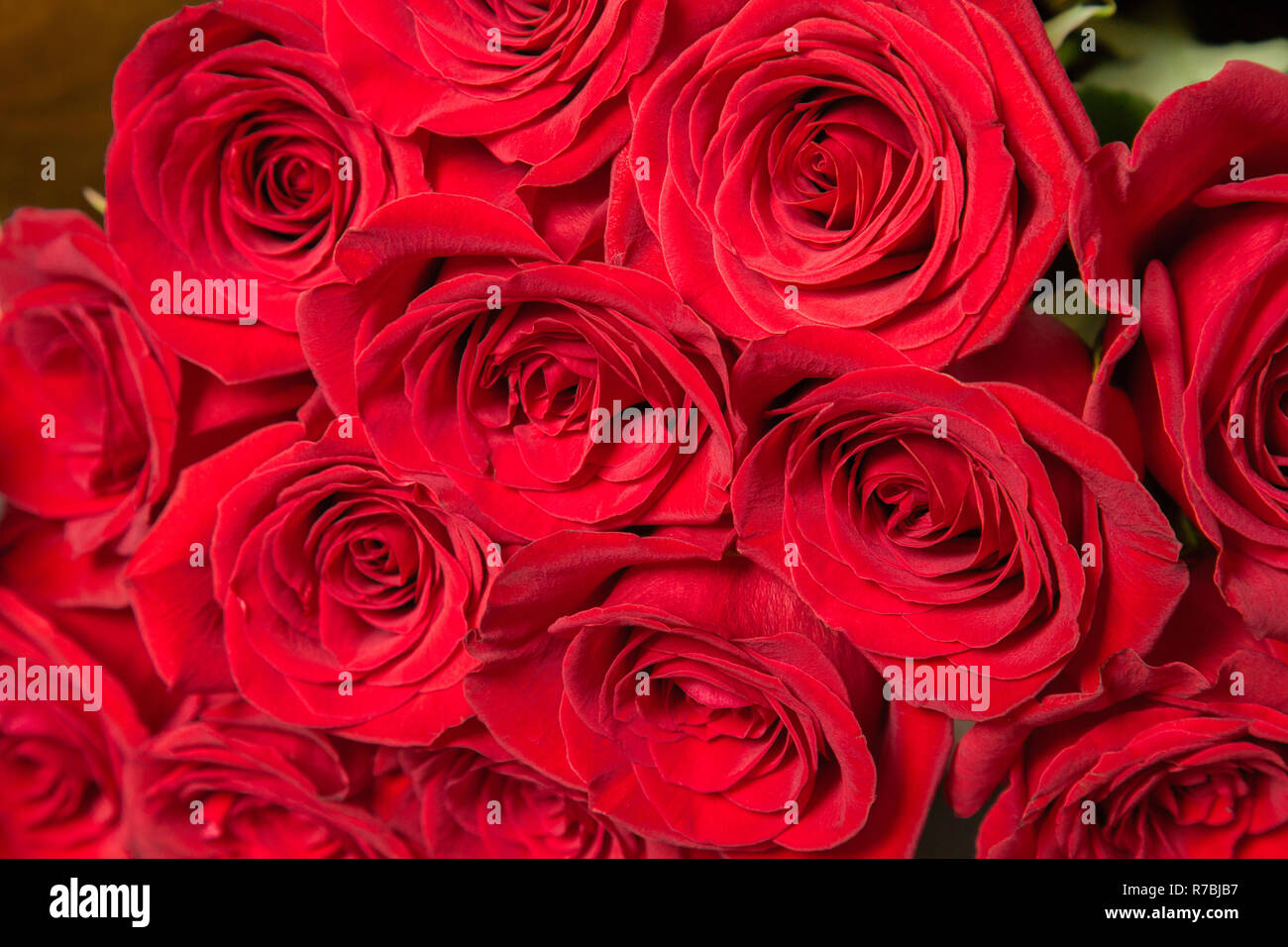 Natürliche rote Rosen Nahaufnahme. Hintergrund Stockfoto