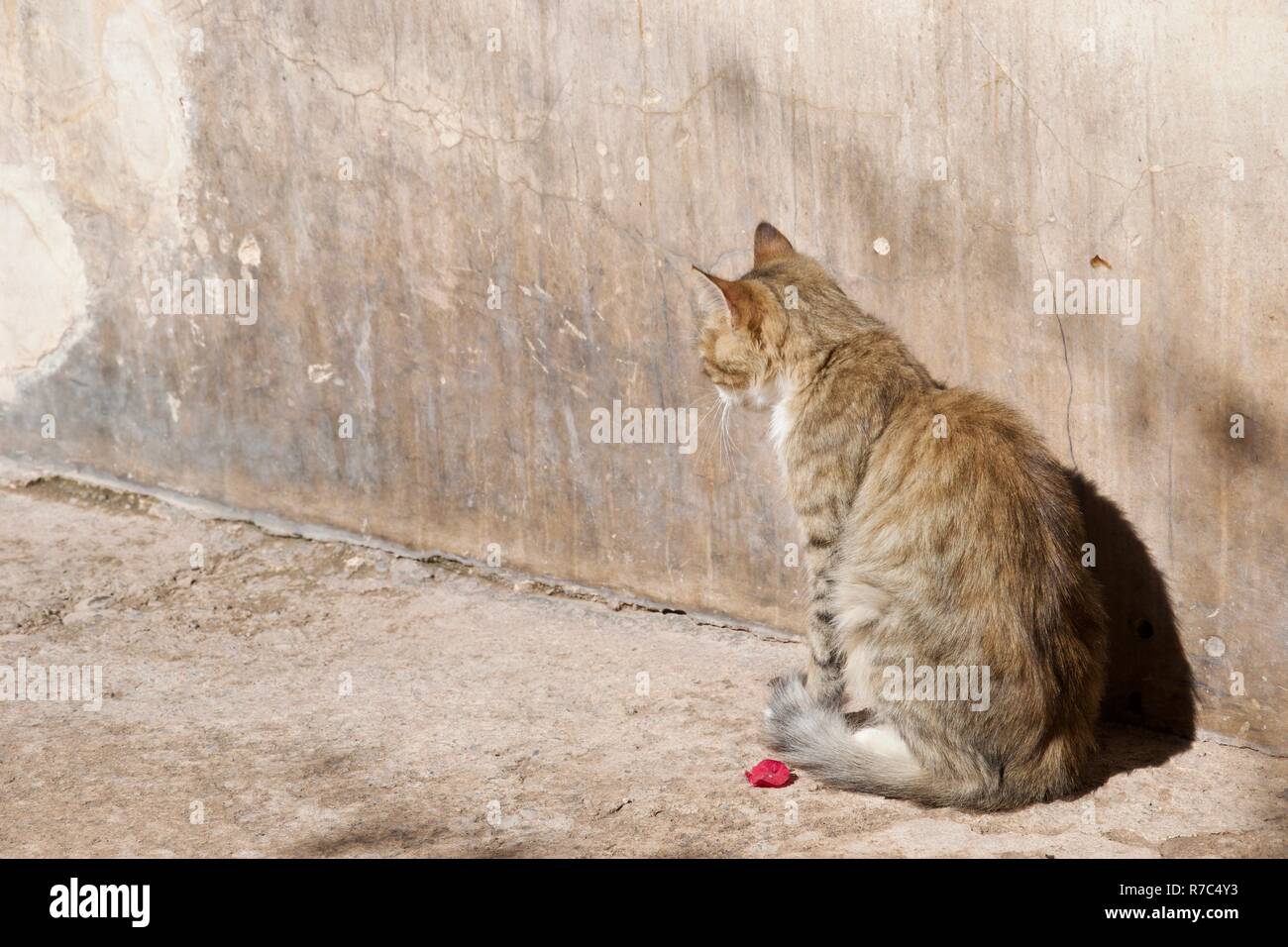 Eine Katze durch eine Mauer, die an der Rückseite der Kamera, sitzen neben einem Rosebud Stockfoto