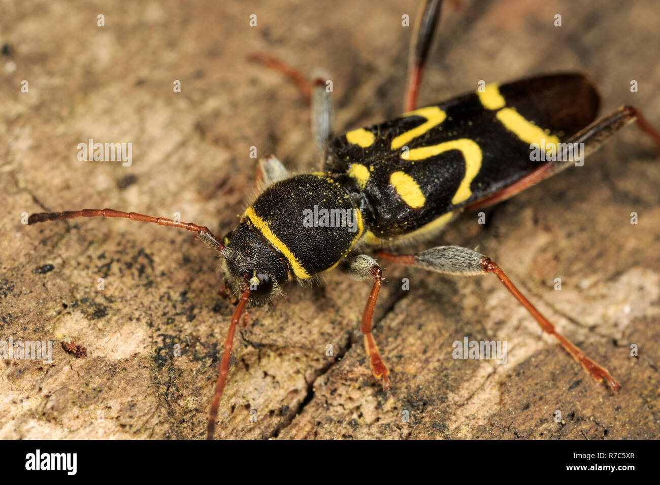 Lange gehörnten Käfer (Clytus ruricola) Stockfoto