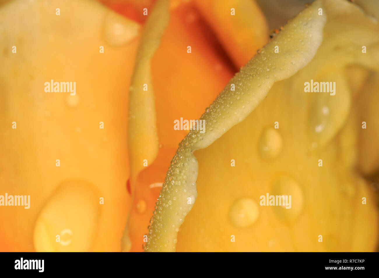 Detail einer gelbe Rose und Blütenblätter mit Wassertropfen Stockfoto