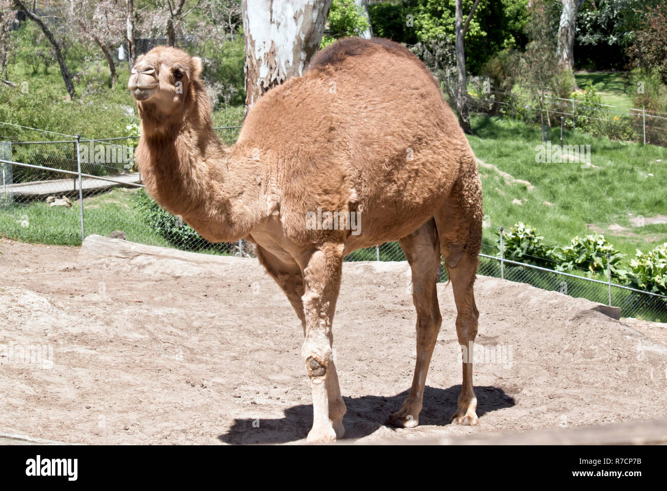 Das Dromedar Kamel Hat Einen Grossen Buckel Stockfotografie Alamy