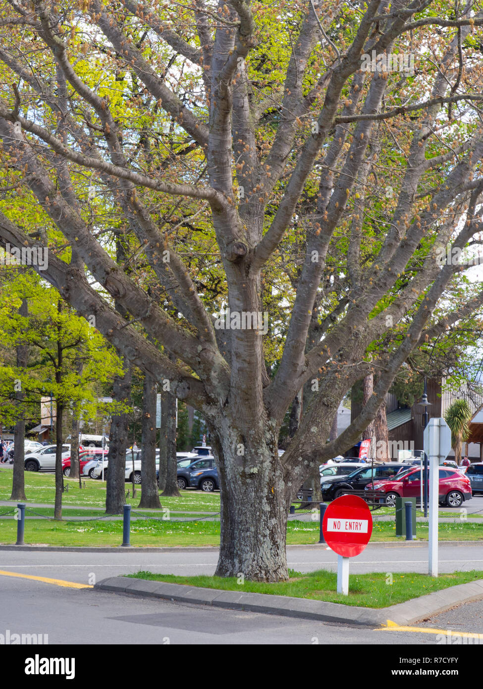 Bäume an einer Kreuzung in Hanmer Springs Stockfoto