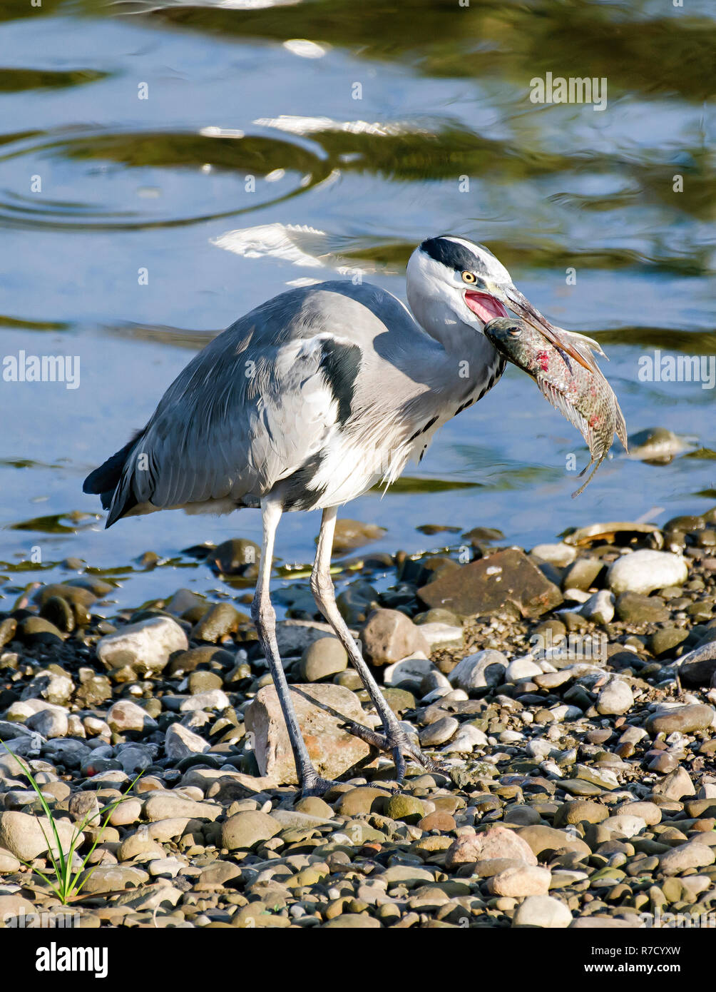 Graureiher am frühen Morgen Sichtung Stockfoto