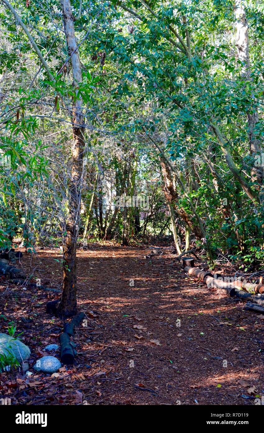 Waldweg an der Shipley Art Center, das ist ein ökologisches Schutzgebiet für Kalifornien einheimischen Pflanzen- und Tierwelt, in Huntington Beach. Stockfoto