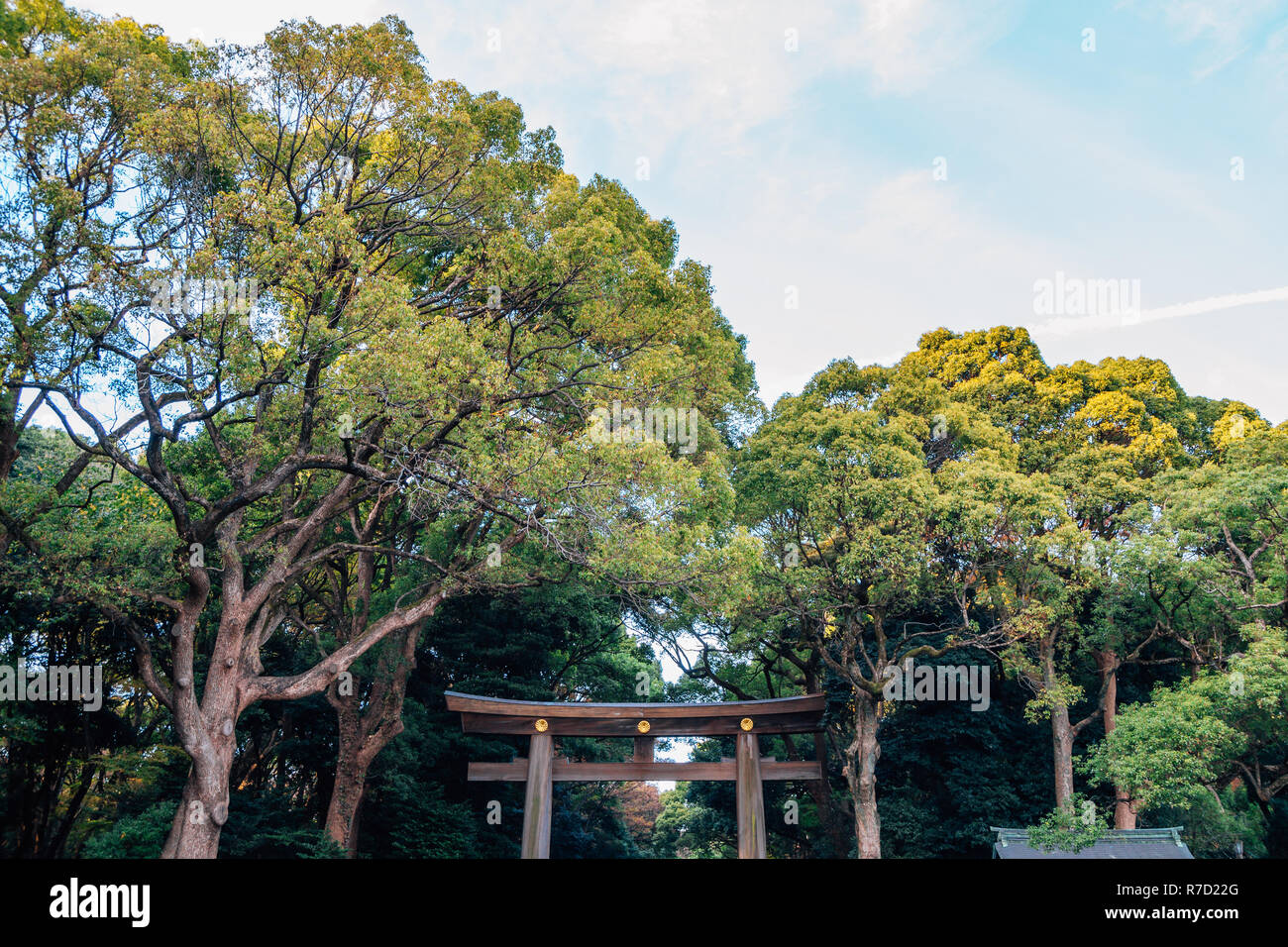 Meiji Jingu-Schrein Torii-tor in Tokio, Japan. Stockfoto