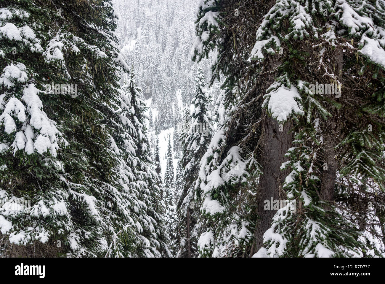 Pinienwald im Schnee in Mt. Rainier National Park in Washington. Stockfoto