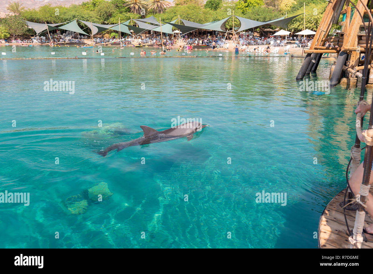 Eilat, Israel; 12 Sep 2020 - Dolphin Reef ist die Heimat einer bunten Auswahl an tropischen Fischen und, was am wichtigsten ist, einer Schule von Flaschendelfinen. Stockfoto