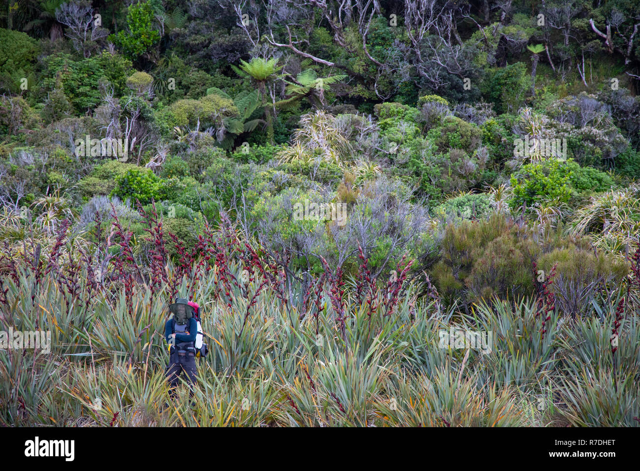 Wandern im Fjordland National Park, Neuseeland Stockfoto