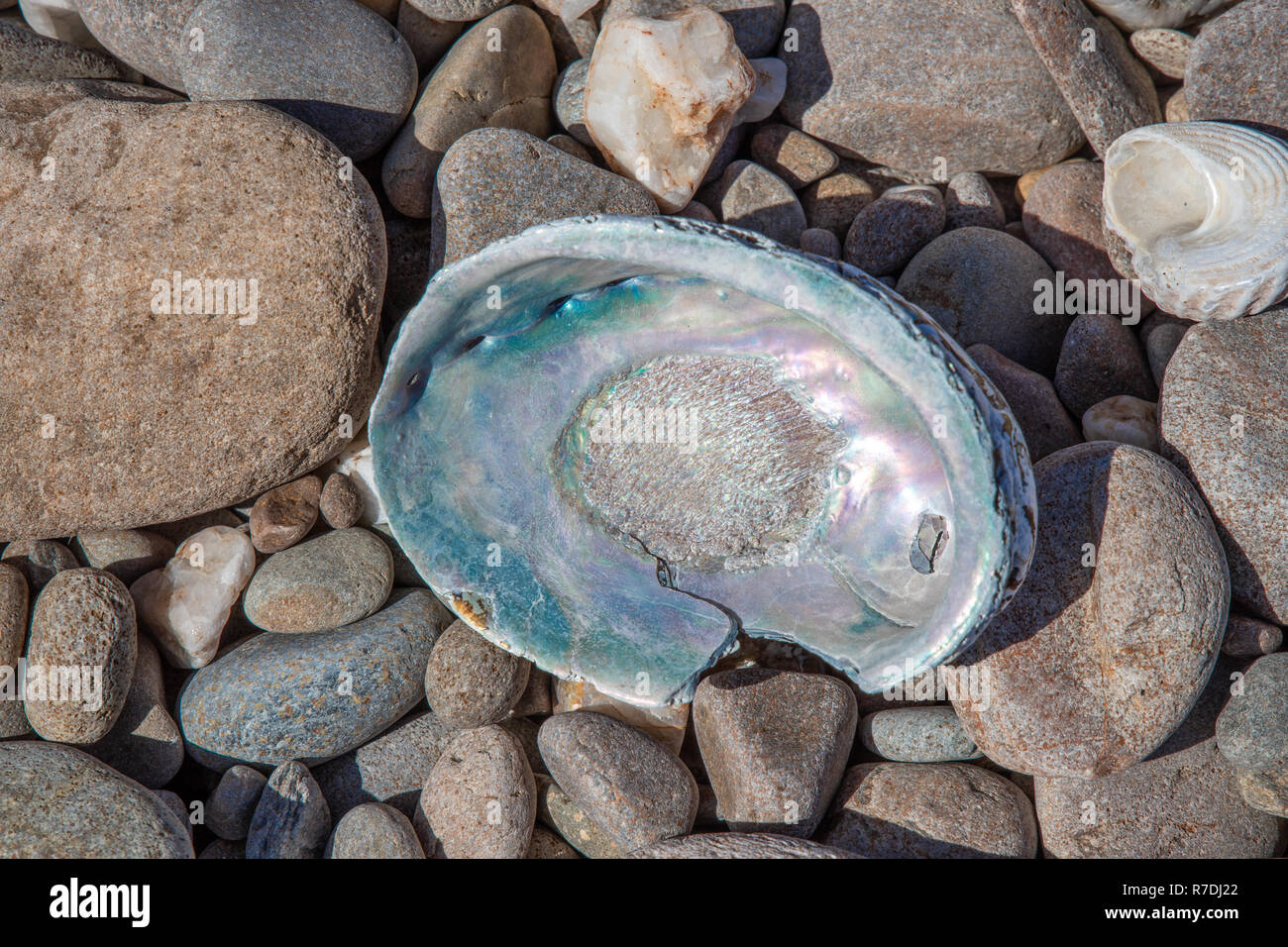 Paua Shell auf der Küstenlinie von Fiordland National Park, Neuseeland Stockfoto