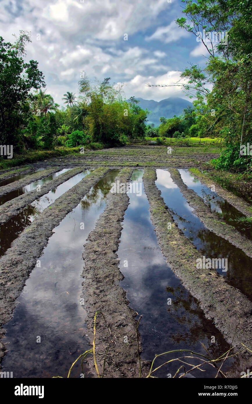 Reisfelder von Central Vietnam Stockfoto
