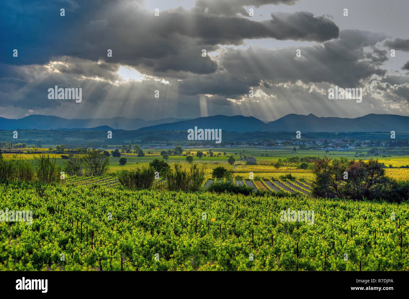 Die Weinberge der Region Languedoc in Frankreich Stockfoto