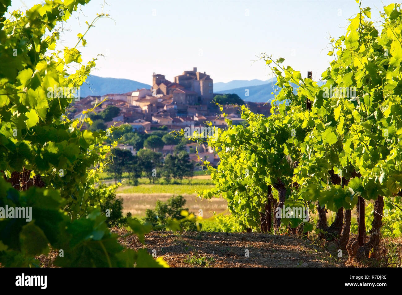 Die Weinberge der Region Languedoc in Frankreich Stockfoto