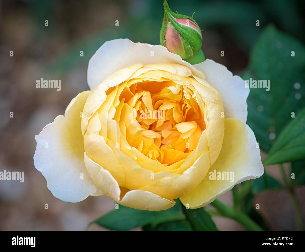 Golden Celebration English Rose. Stockfoto