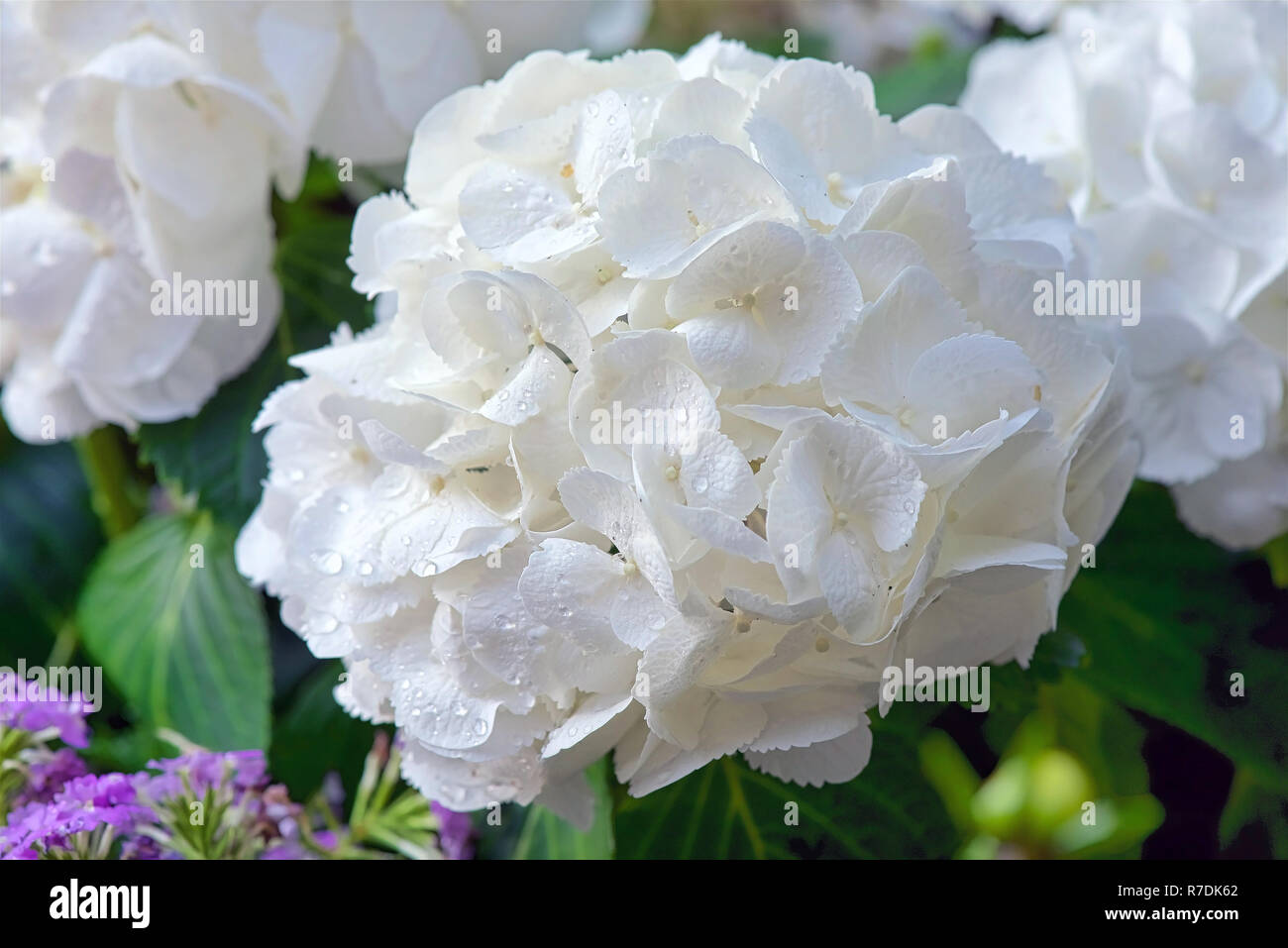 Weiße Hortensie nach regen Stockfoto
