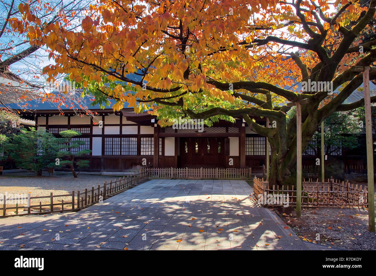 Japanische Ahorne biegen Sie Farbe in Tokyo Japan Stockfoto