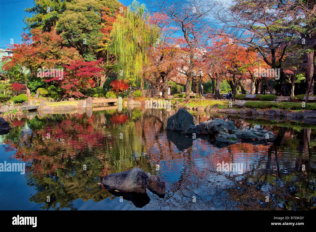 Japanische Ahorne biegen Sie Farbe in Tokyo Japan Stockfoto
