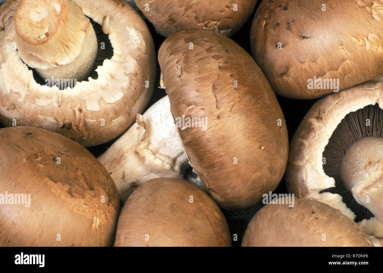 Schweizer braune Champignons (AGARICUS BISPORUS), auch bekannt als Cremini, Honig braun, braun, italienische Pilze oder ROMAN BRAUN Stockfoto