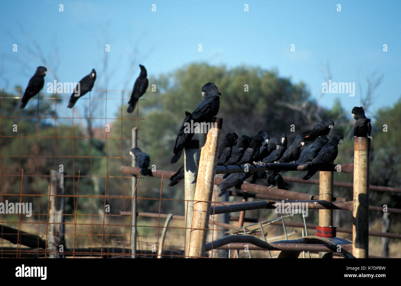 RED TAIL schwarzen Kakadus (CALYPTORHYNCHUS BANKSII) Northern Territory, Australien. Stockfoto