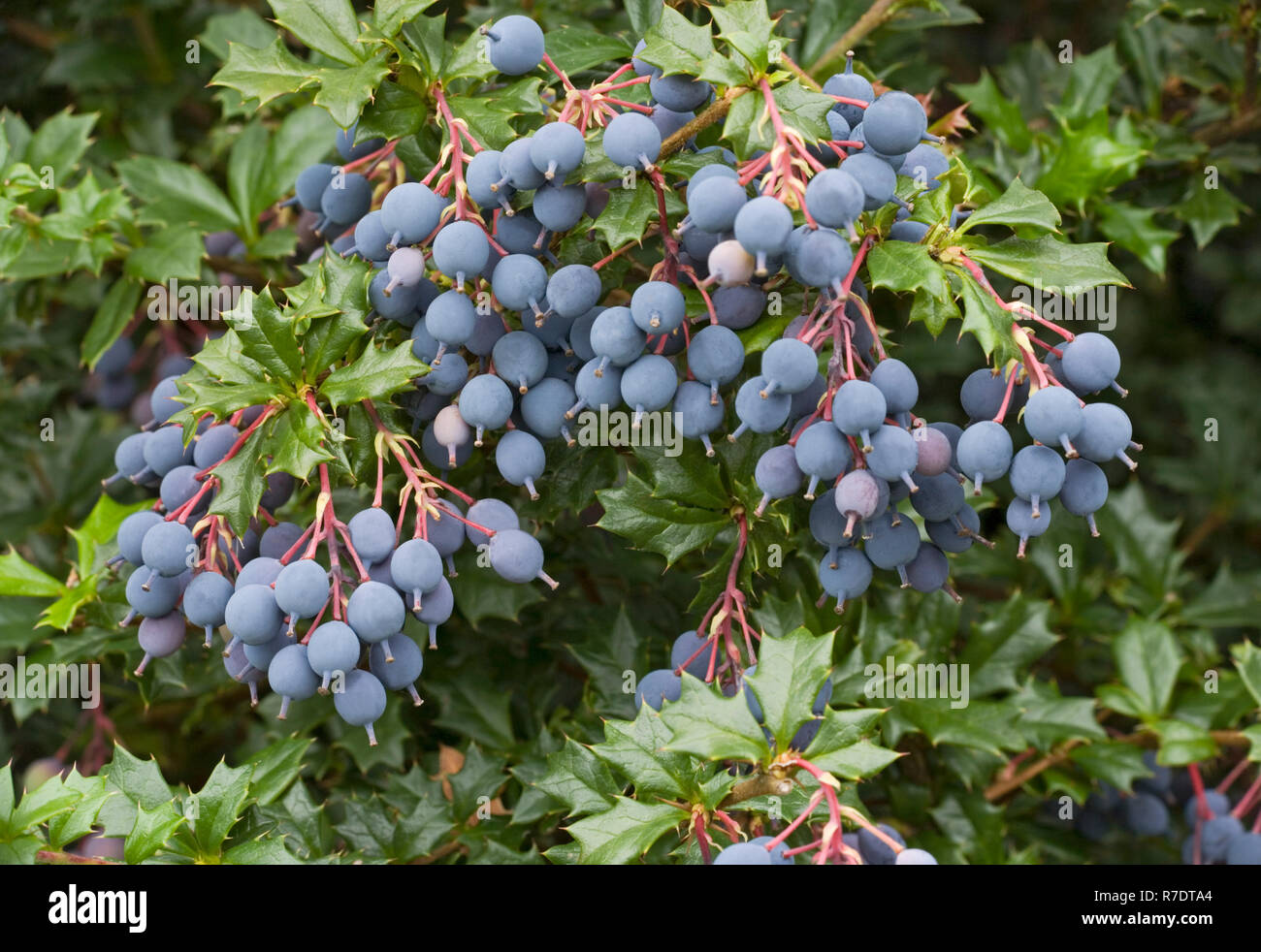 Berberis darwinii Beeren, Berberitze Stockfoto