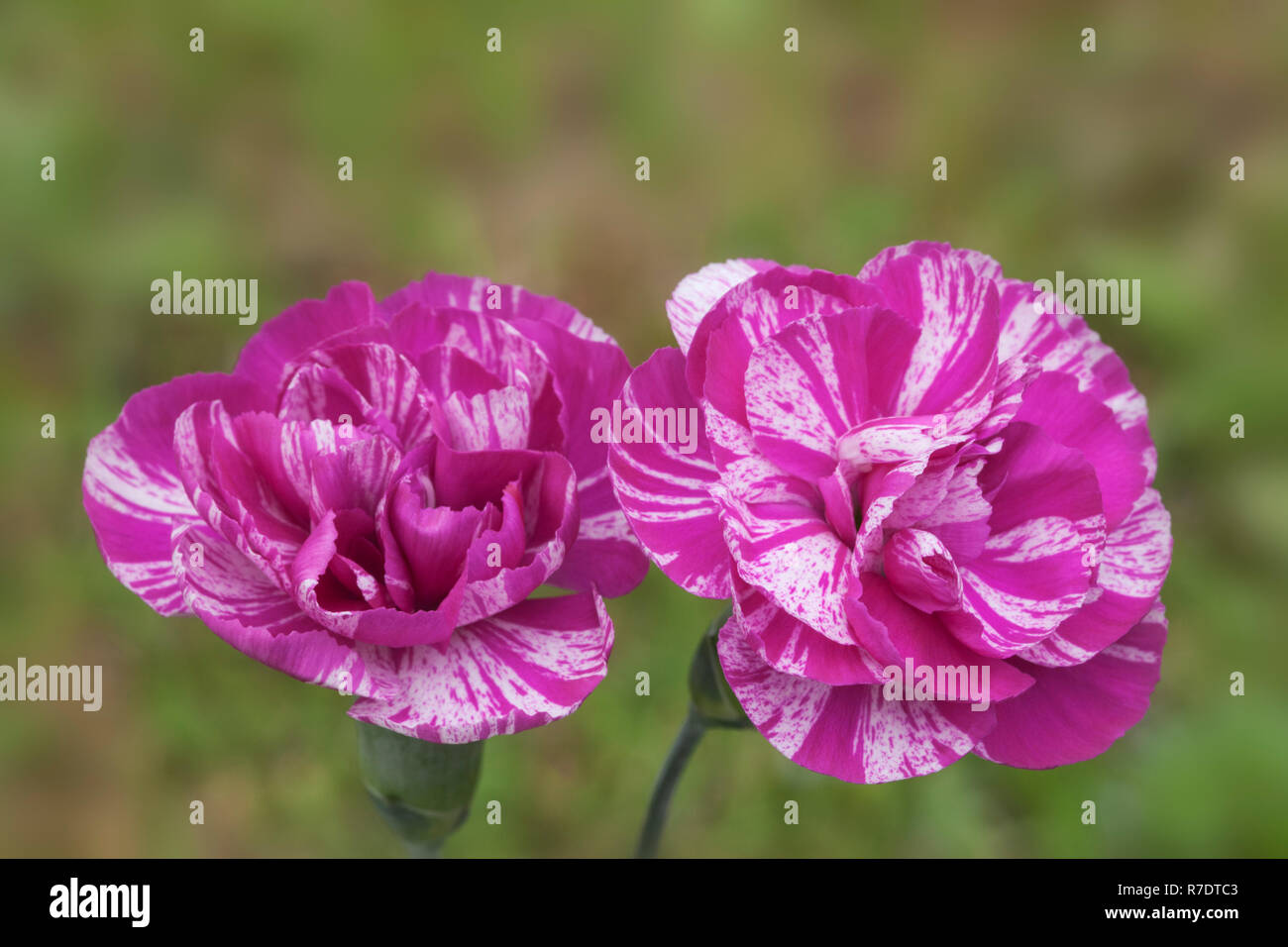 Dianthus "kosmische Wirbel 'Pink Stockfoto