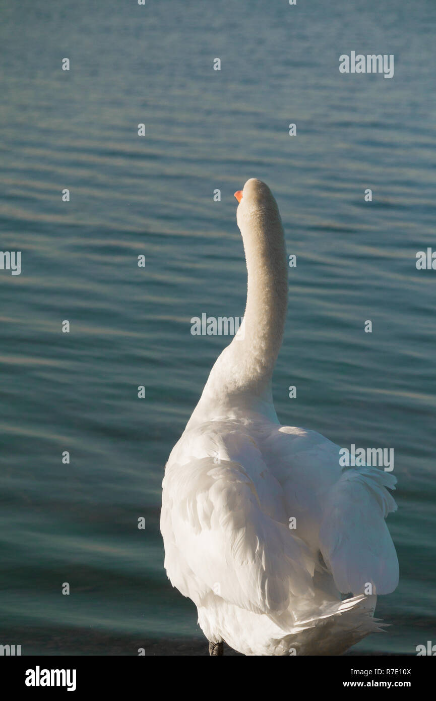 Rückansicht eines schönen weißen Schwan vor einem See. Stockfoto