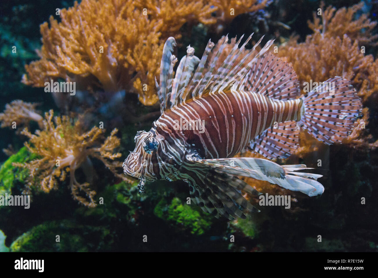 Nahaufnahme einer schwimmen Teufel Fisch (choridactylinae) vor bunten Korallen. Stockfoto