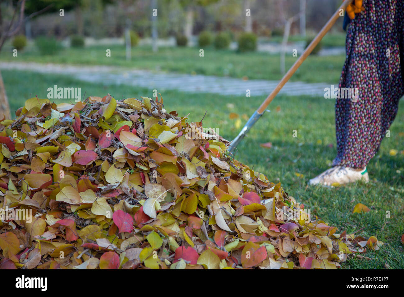 Herbst, Laub zu sammeln. Stockfoto