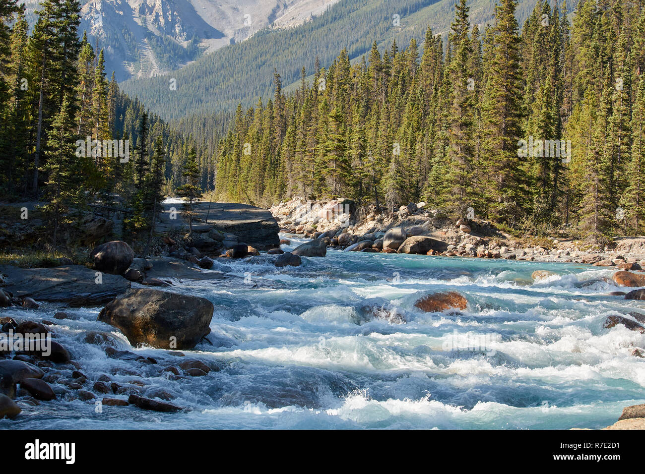 Mistaya River, Banff NP, Kanada Stockfoto
