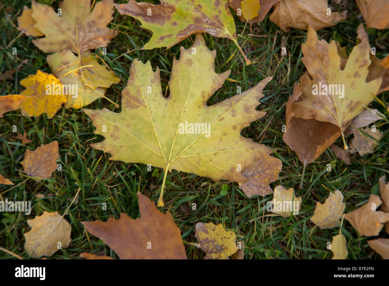 Herbst, Blätter gefallen Stockfoto