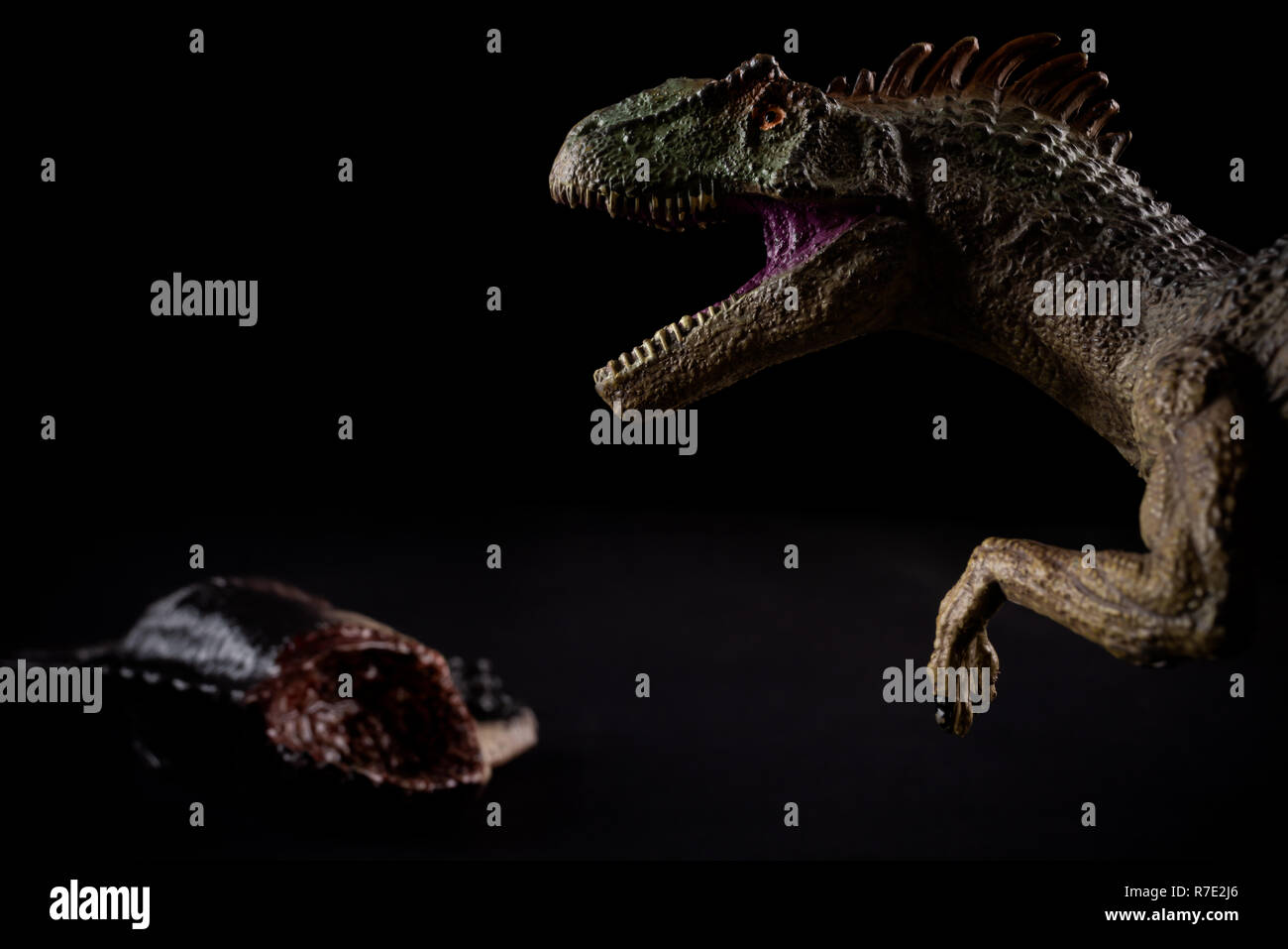Allosaurus vor einem Dinosaurier Körper auf dunklem Hintergrund Stockfoto