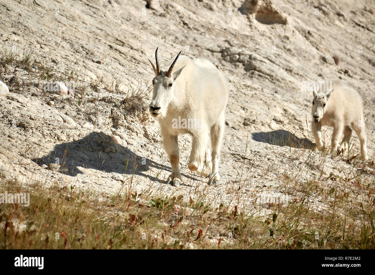 Teuflische ziege Fotos und Bildmaterial in hoher Auflösung Alamy