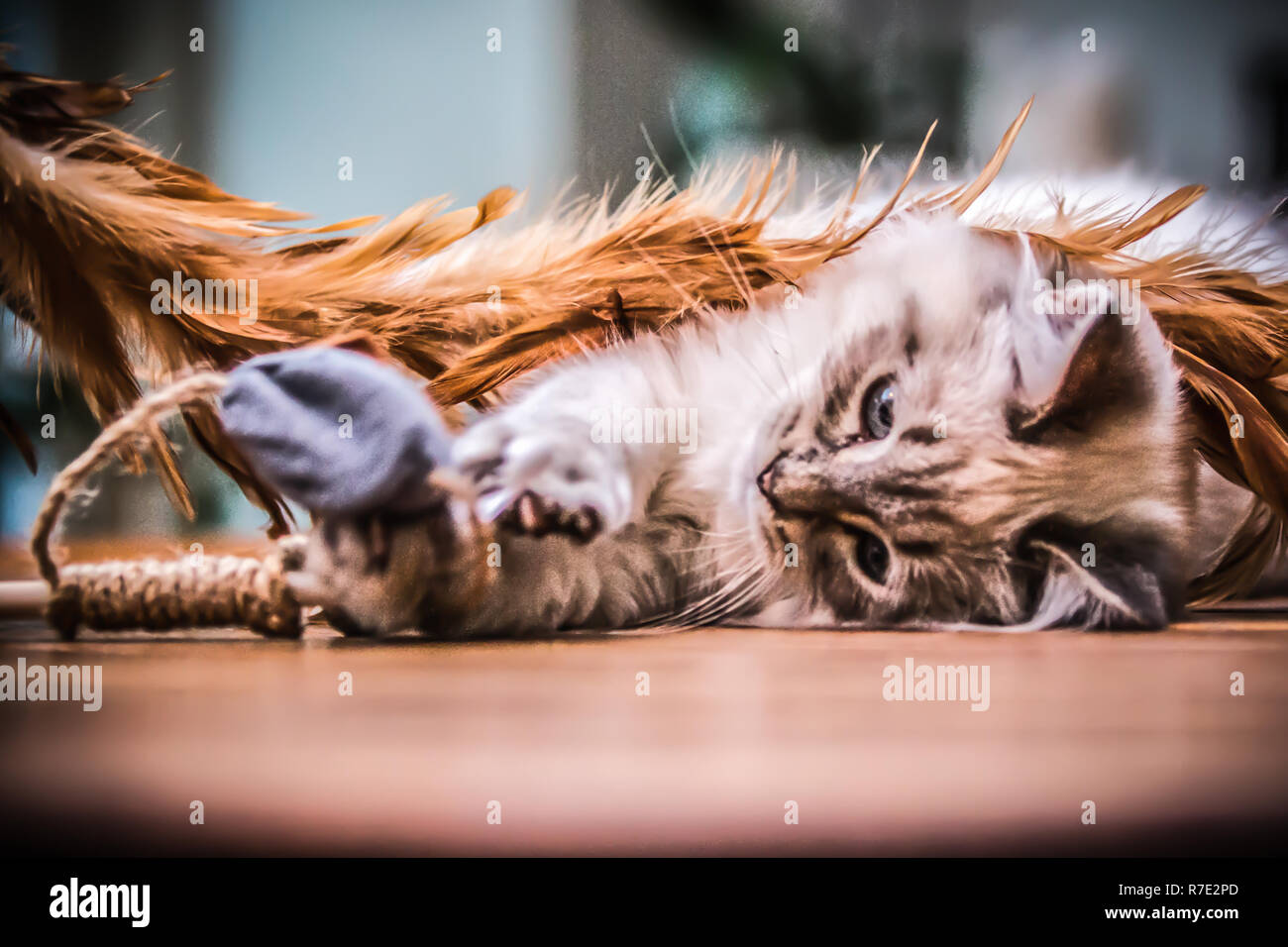 Quismet das Kätzchen Stockfoto