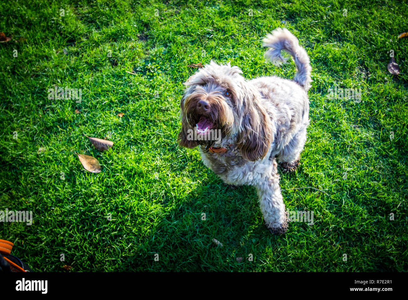 Cockapoo im Richmond Park Stockfoto