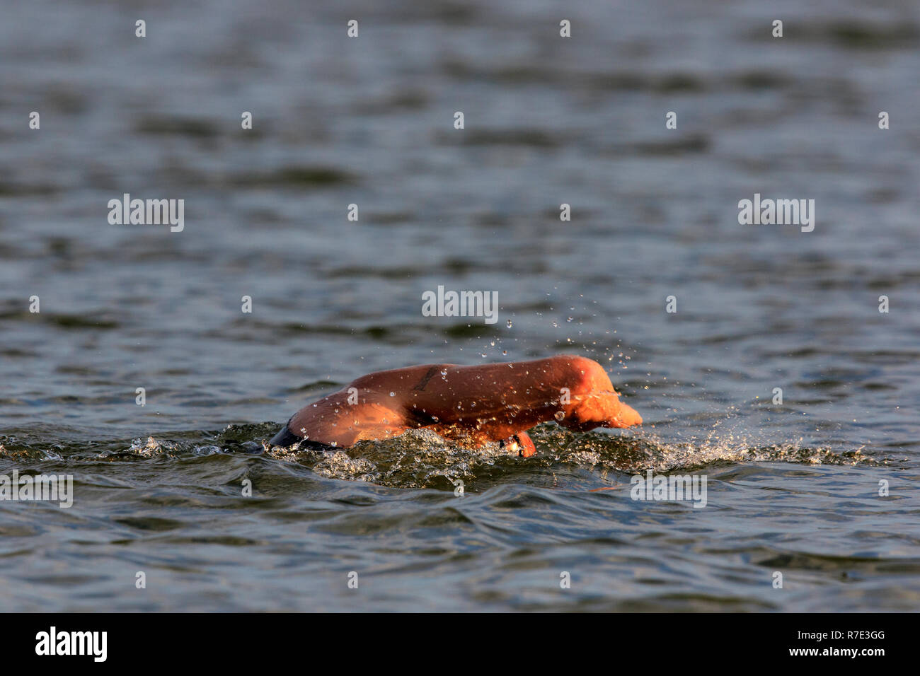 Schwimmer im offenen Wasser schwimmen Stockfoto